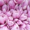 magnoliapearl62